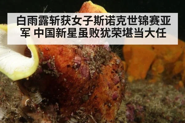 白雨露斩获女子斯诺克世锦赛亚军 中国新星虽败犹荣堪当大任
